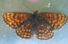 Melitaea athalia athalia